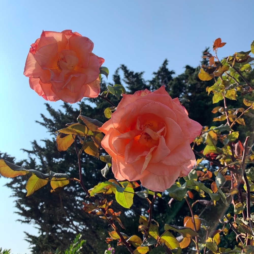 Meet your Posher, Margot